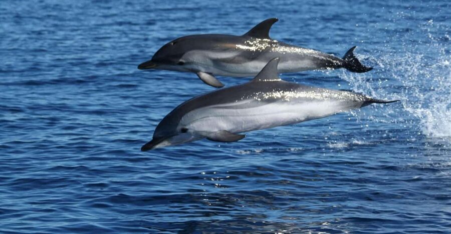 Olbia: Dolphin Watching & Snorkeling Boat Tour near Figarolo - What the guides add to the outing