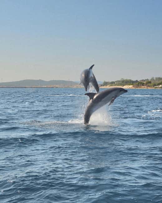 Olbia: Dolphin Watching & Snorkeling Boat Tour near Figarolo - Setting out from Moys Marina in Olbia