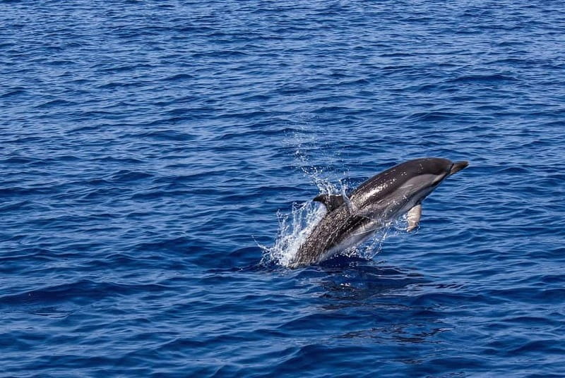 Olbia: Dolphin Watching & Snorkeling Boat Trip - Why this Olbia boat trip works so well