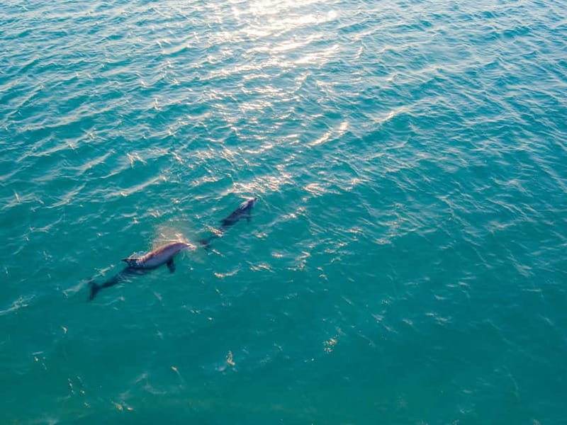 Olbia: Dolphin Watching & Snorkeling Boat Trip - Speeding toward Capo Figari and Figarolo