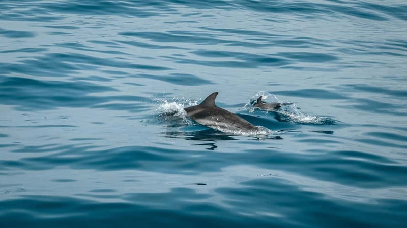 Olbia: Dolphin Watching & Snorkeling Boat Trip - Finding the black gate near Olbia port