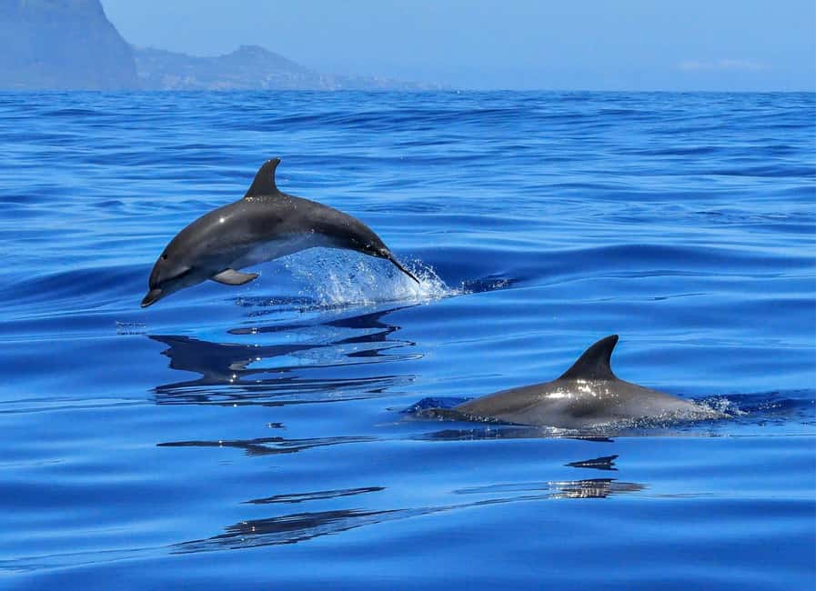 Olbia: Dolphin Watching & Swim with prosecco aperitif - Dolphins first, then a swim