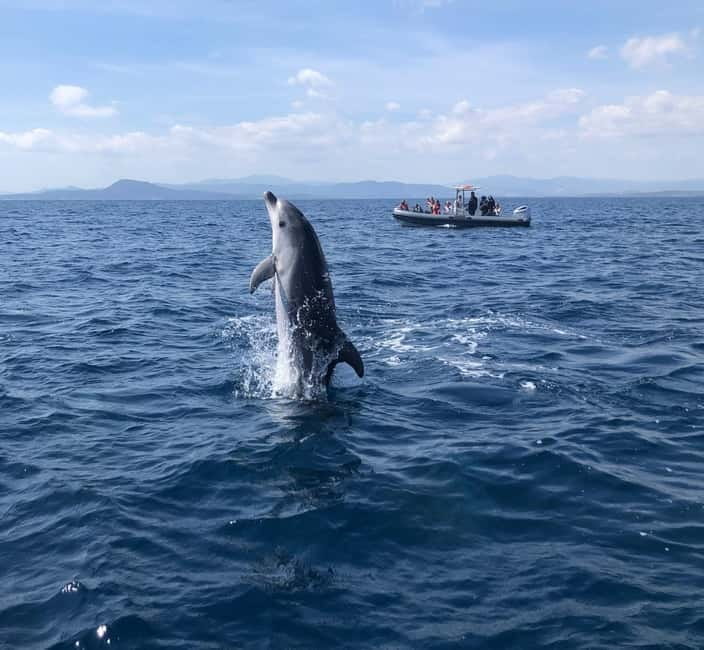 Olbia: Eco-Friendly Dolphin-Watching Boat Trip - Key points to know before you book