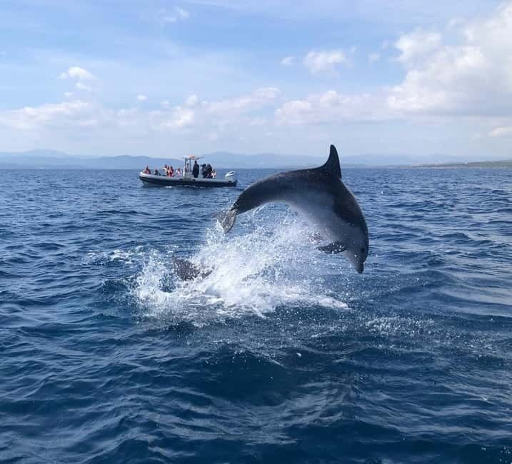 Olbia: Eco-Friendly Dolphin-Watching Boat Trip - Sailing from Olbia Marina to Figarolo