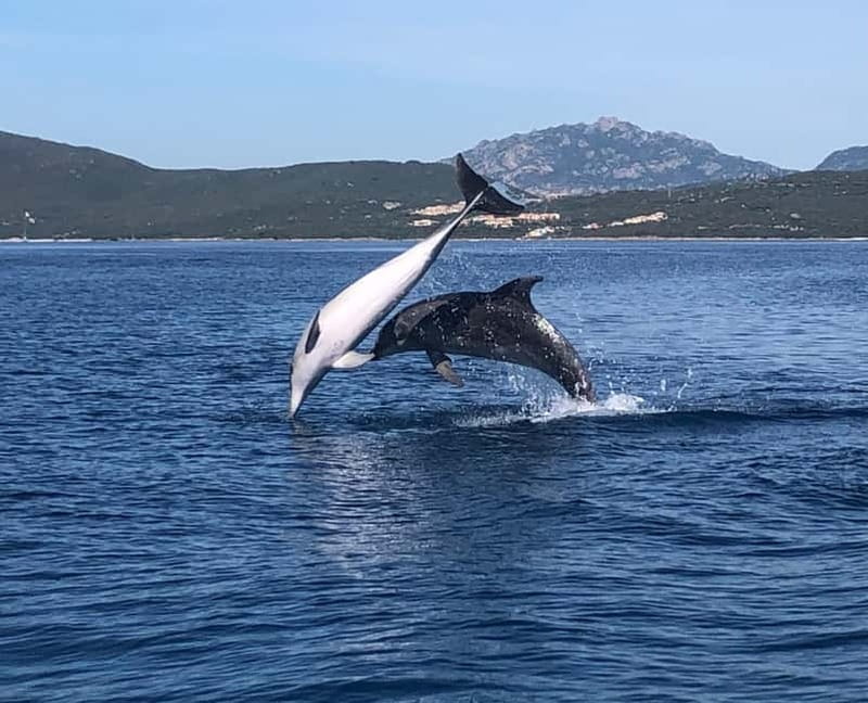 Olbia: Eco-Friendly Dolphin-Watching Boat Trip - Why the guide matters on a short tour