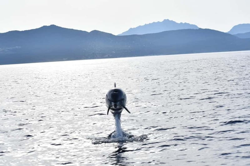 Olbia: Eco-Friendly Dolphin-Watching Boat Trip - An eco-friendly approach to wildlife watching