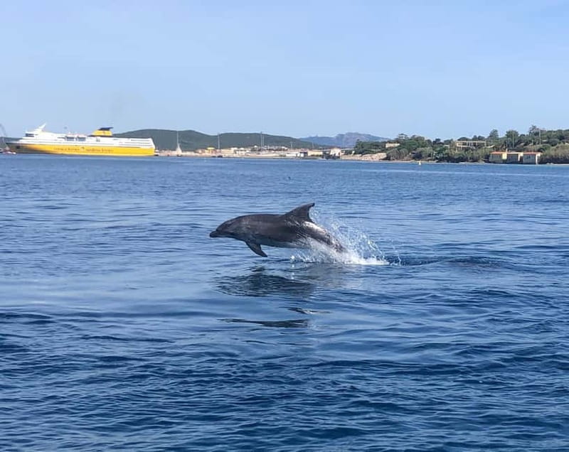 Olbia: Eco-Friendly Dolphin-Watching Boat Trip - Who should book this boat trip?