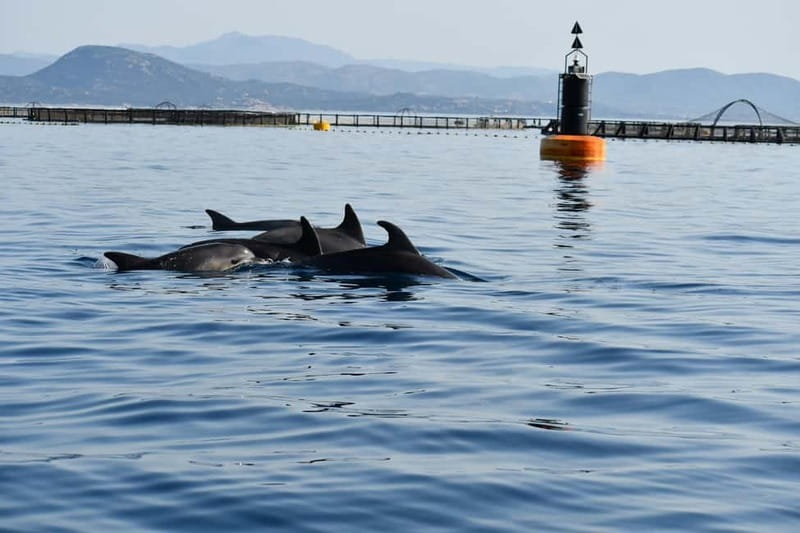 Olbia: Eco-Friendly Dolphin-Watching Boat Trip - Searching for free dolphins near the island