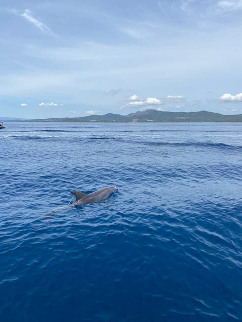 Olbia: Sunset and dolphin watching - Dolphin watching without false promises