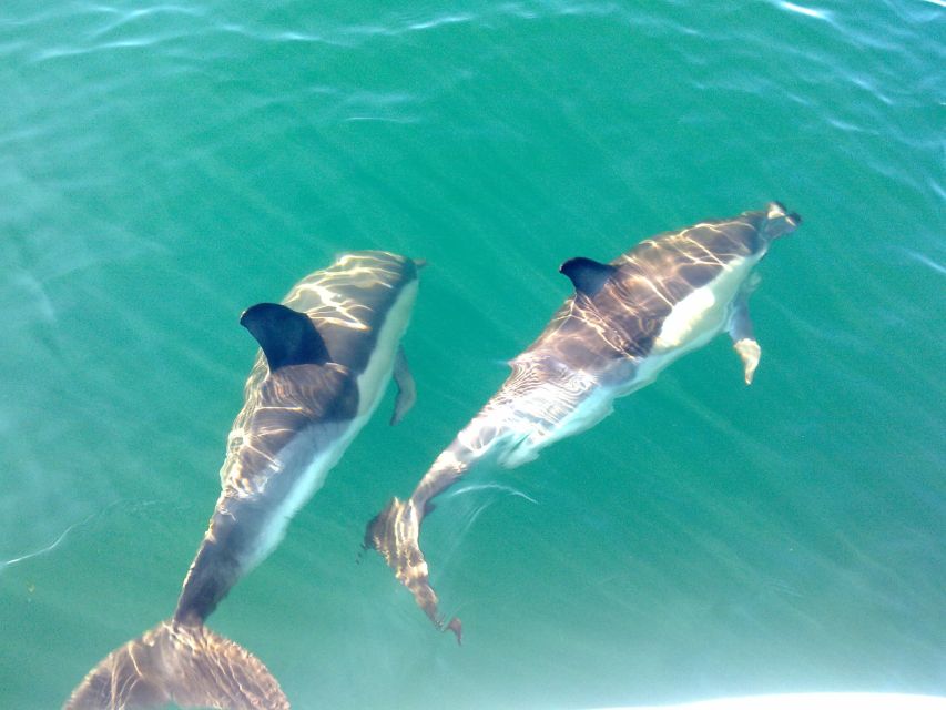Olhão: Dolphin Observation - Key points to know before you go