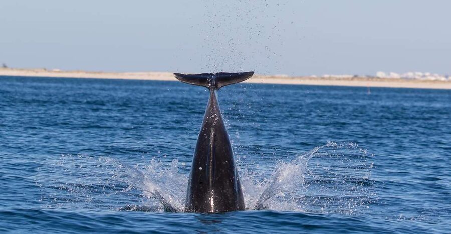 Olhão: Dolphin Observation - Booking flexibility and practical details