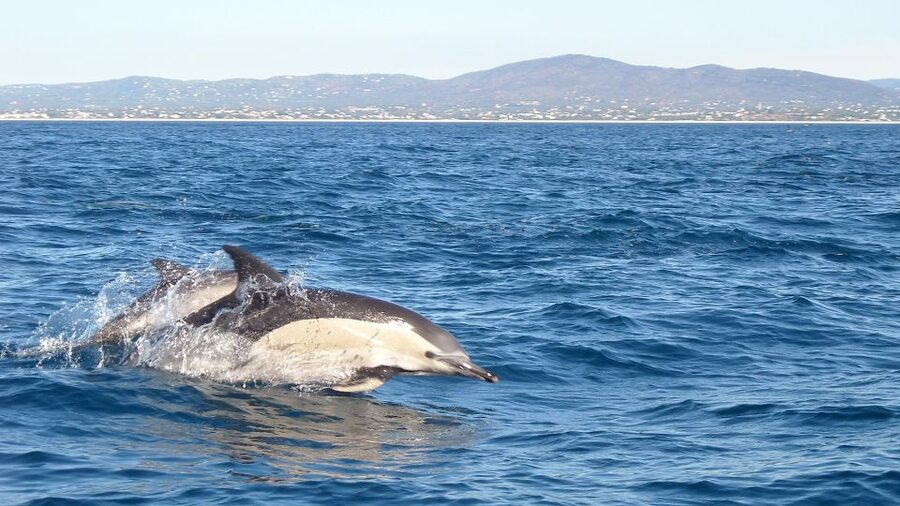 Olhão: Dolphin Observation - Searching for dolphins that set their own schedule
