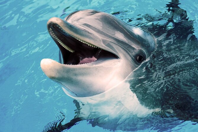Oman Dolphin Watching Tours - Drinks, Safety, and Small Comforts