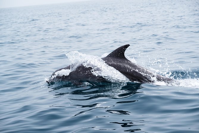 Oman Dolphin Watching Tours - Is $52.31 a Fair Price?
