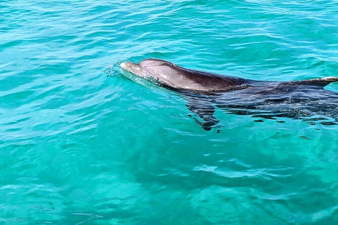 One Hour Harbor Shared Tour with Dolphin Watching - Key points before you book