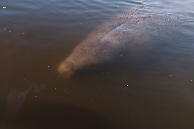 One Single Kayak Rental for 2 hours with Manatee & Dolphin sightings! - Weather and Cancellation Rules