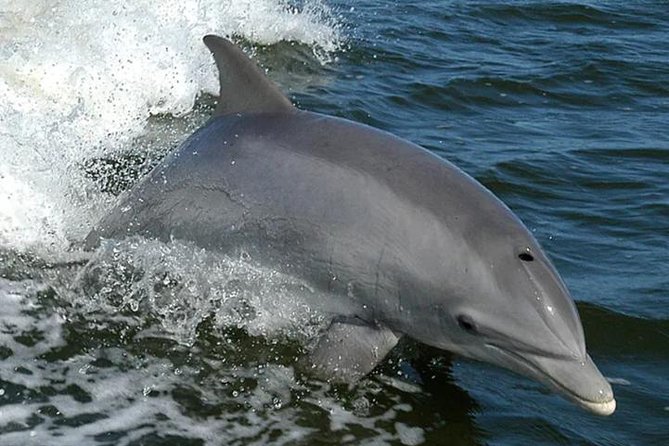 Orange Beach Dolphin Eco Boat Tour - A small boat in Orange Beach gives you a better view