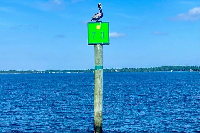 Orange Beach Dolphin Eco Boat Tour - What the crew adds to the ride