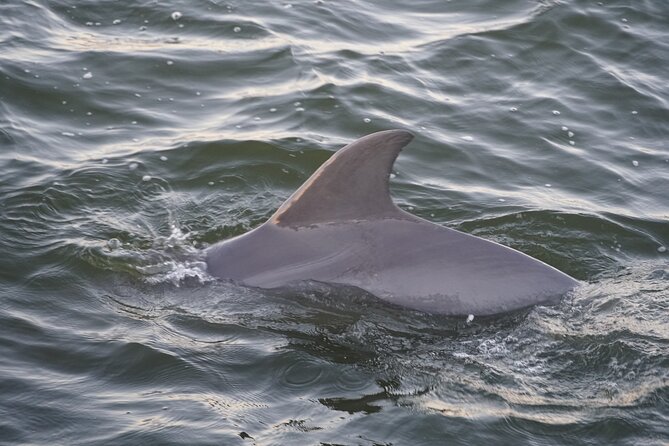 Orange Beach Dolphin Eco Boat Tour - Practical tips for getting more from the cruise