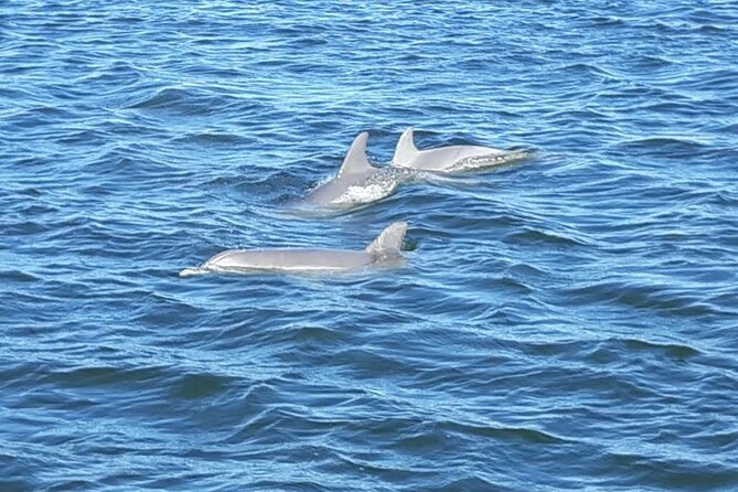 Orange Beach Dolphin Eco Boat Tour - Birds, alligators, and the wider ecosystem