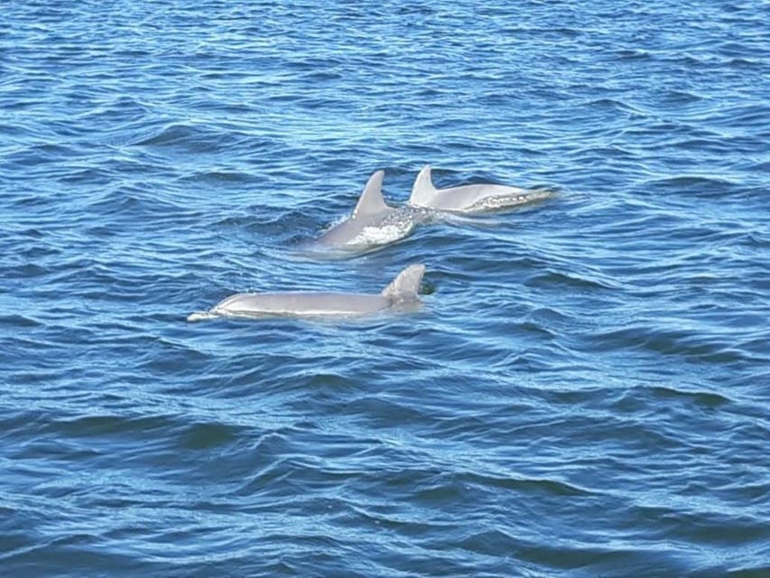 Orange Beach: Dolphin Eco Sunset Cruise aboard The Explorer - Age, safety, and access limits