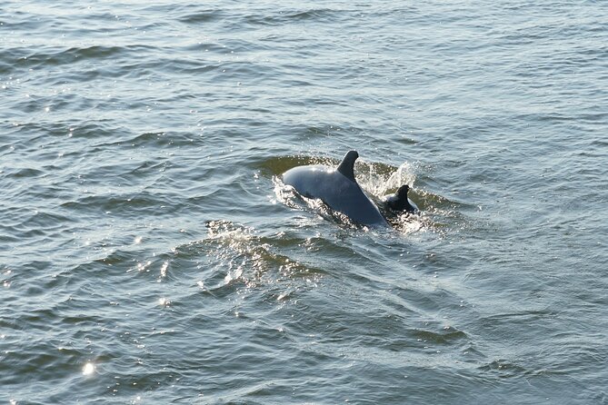 Orange Beach Dolphin Sailing Cruise aboard Catamaran - Tables, chairs, music, and the onboard bar