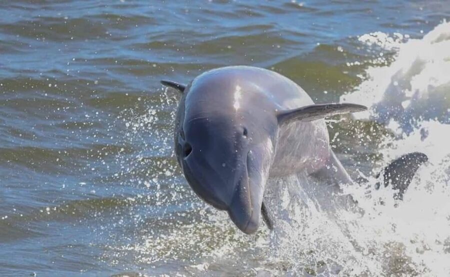 Orange Beach: Dolphin-Watching Eco-Boat Tour - Meeting dolphins by their dorsal fins