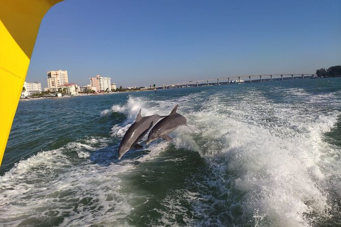 Orlando: Clearwater Beach, Dolphin Cruise Small Group Max 14 Tour - Who should book this Clearwater day trip?