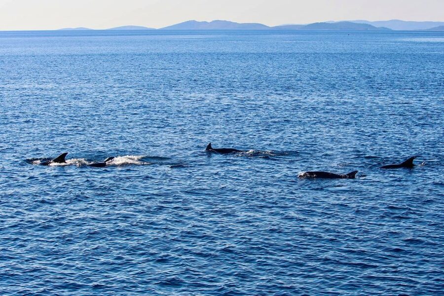 Orlando: Dolphin Clear Kayak or Paddle Board Adventure - Meeting Florida wildlife from a clear kayak