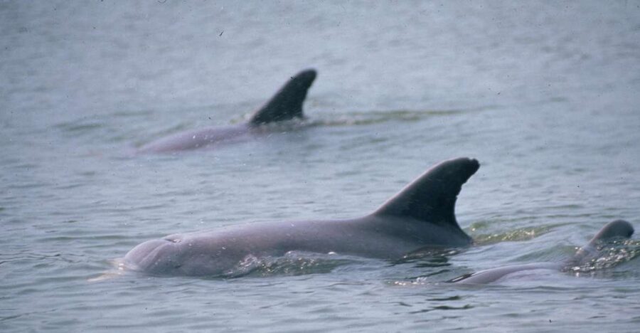 Orlando: Dolphin Clear Kayak or Paddle Board Adventure - Starting at Kiwanis Island Park