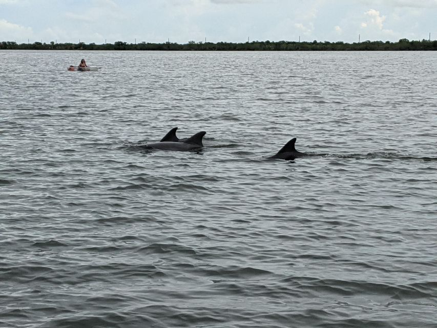 Orlando: Dolphin Clear Kayak or Paddle Board Adventure - The short lesson before you launch