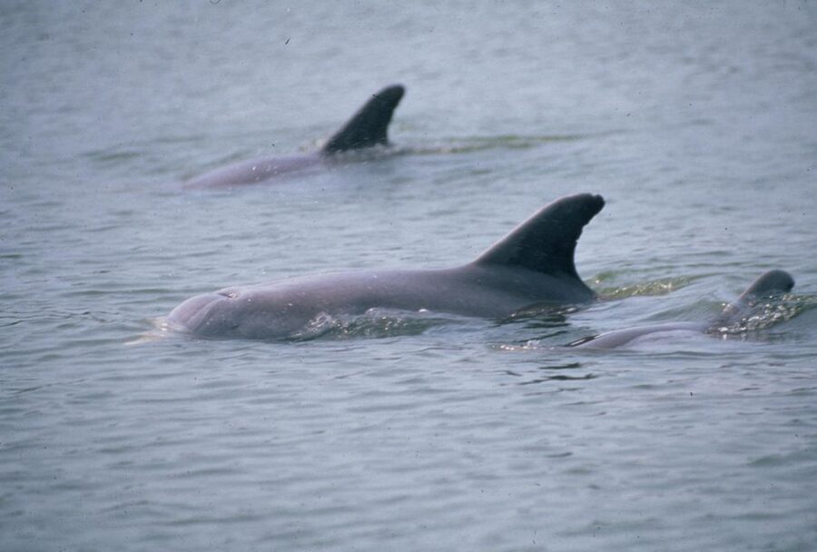 Orlando: Dolphin Clear Kayak or Paddle Board Adventure - Price and what you receive for $75