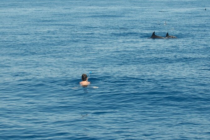 Ortigia-blue cave island tour with dolphin sighting - Why seeing Ortigia from the water changes the visit
