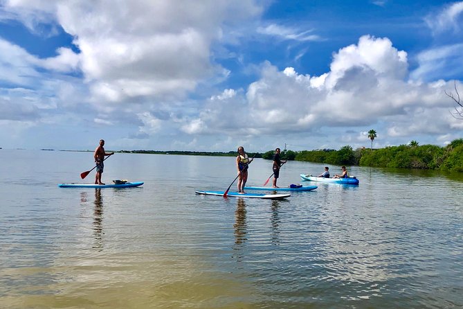 Paddle Board or Kayak Eco Dolphin Manatee Tour - Picking between a kayak and paddleboard