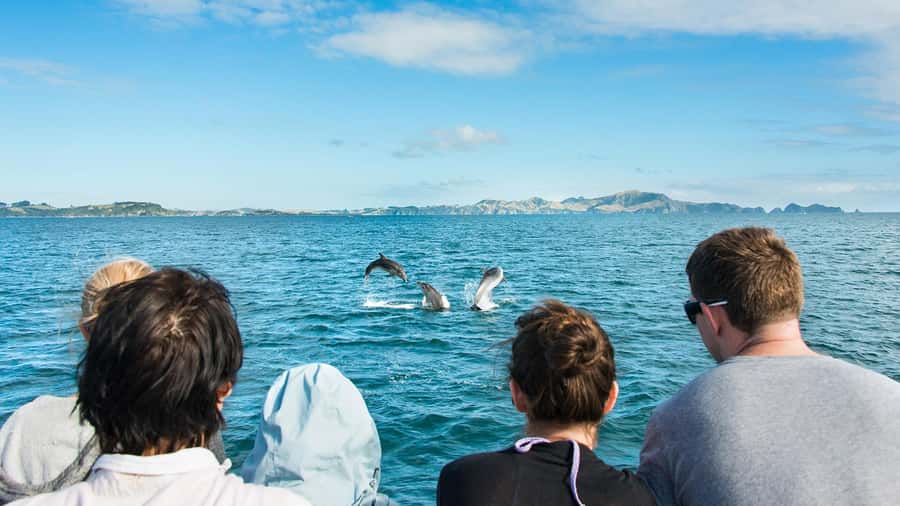 Paihia: Bay of Islands Dolphin Eco Cruise & Island Stopover - Why this cruise works as a full Bay of Islands outing