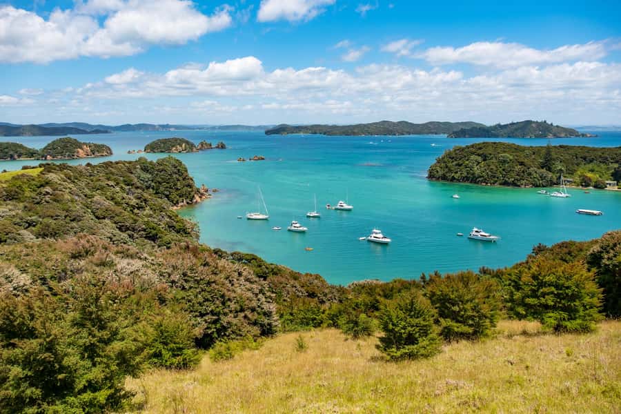 Paihia: Bay of Islands Dolphin Eco Cruise & Island Stopover - Four hours of decks, commentary and wildlife watching