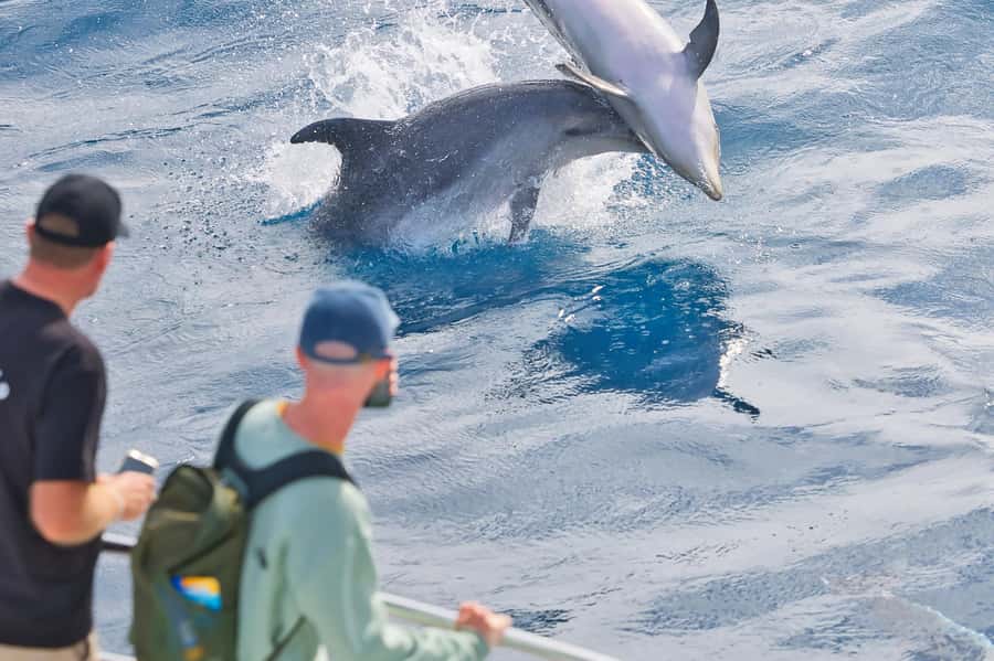 Paihia: Bay of Islands Dolphin Eco Cruise & Island Stopover - What the $89 price really covers