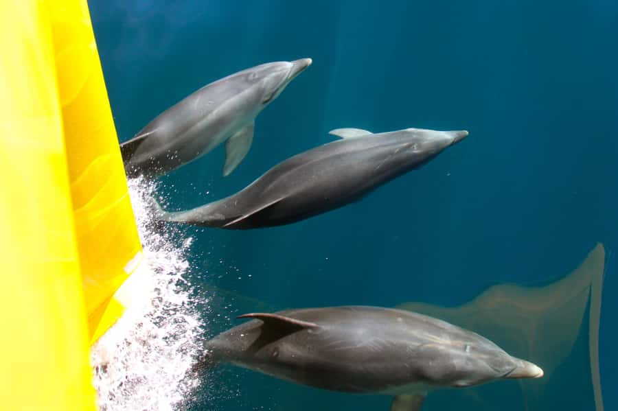 Paihia: Bay of Islands Dolphin Eco Cruise & Island Stopover - Urupukapuka Island and the Otehei Bay stop