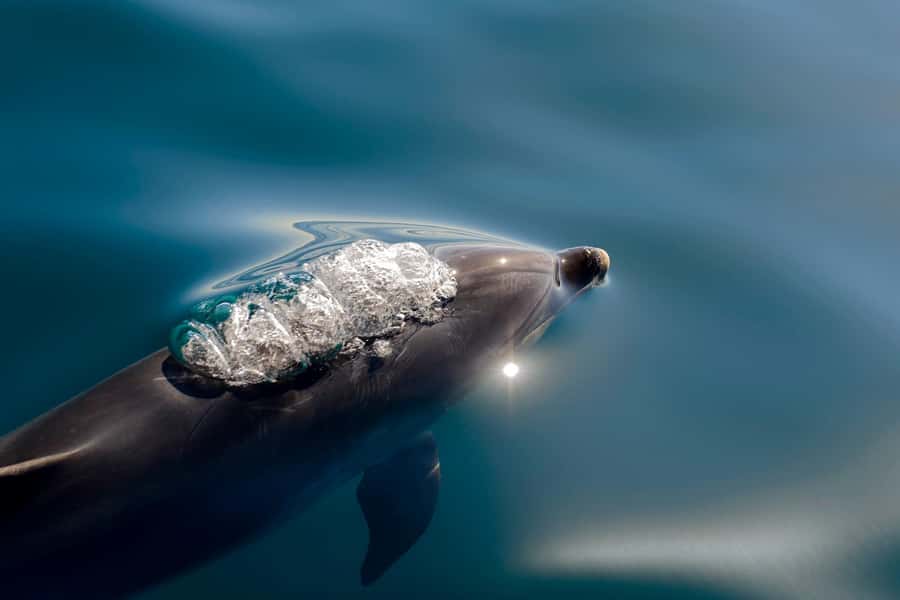 Paihia/Russell: Hole in the Rock, Dolphins & Island Cruise - Otehei Bay gives the cruise breathing room