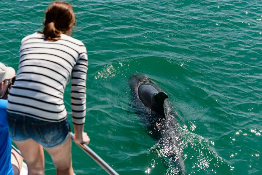 Paihia/Russell: Hole in the Rock, Dolphins & Island Cruise - My call: book it if you want variety
