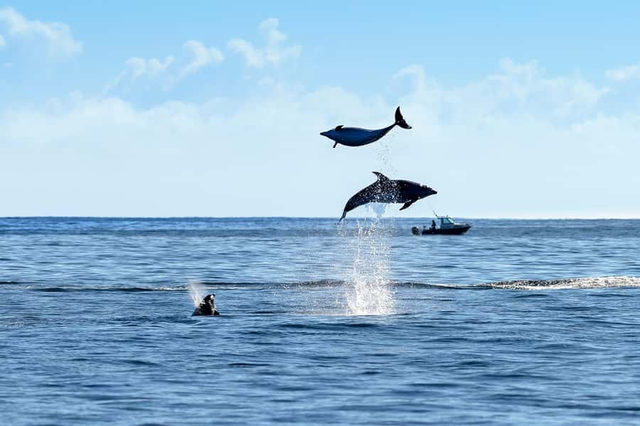 Paihia/Russell: Hole in the Rock, Dolphins & Island Cruise - FAQ