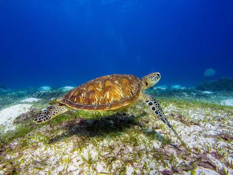 Pamilacan island: Dolphins, snorkel, lunch and walking tour - A 45-minute walk through island life
