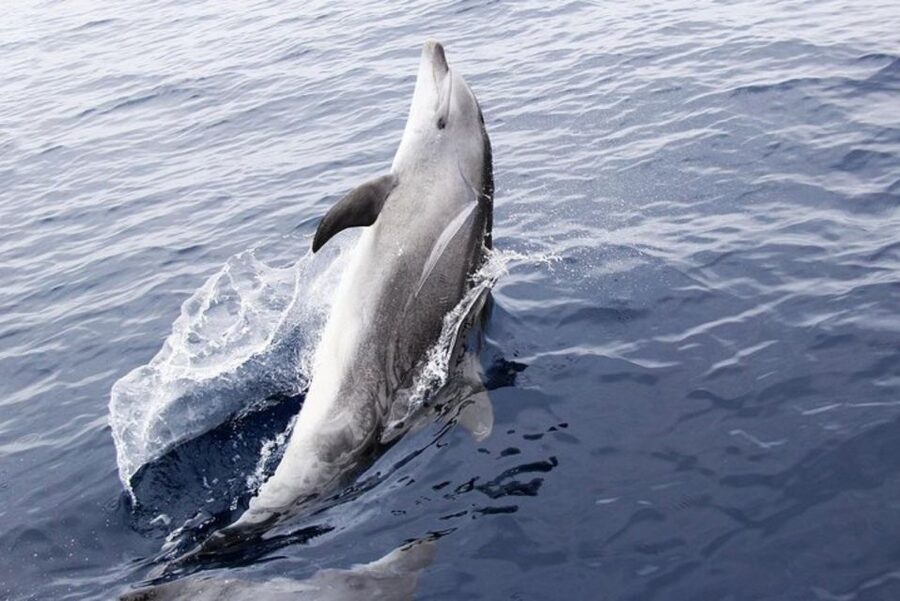 Panama City Beach: Dolphin Sightseeing Trip by Catamaran - Boarding the Footloose at Bluegreen Bayside Resort