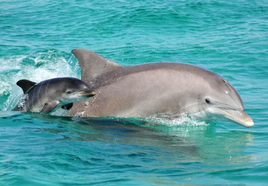 Panama City Beach: Dolphin Sightseeing Trip by Catamaran - Dolphin watching without a staged show