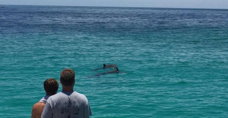 Panama City Beach: Dolphin Sightseeing Trip by Catamaran - What the 90-minute route is really like