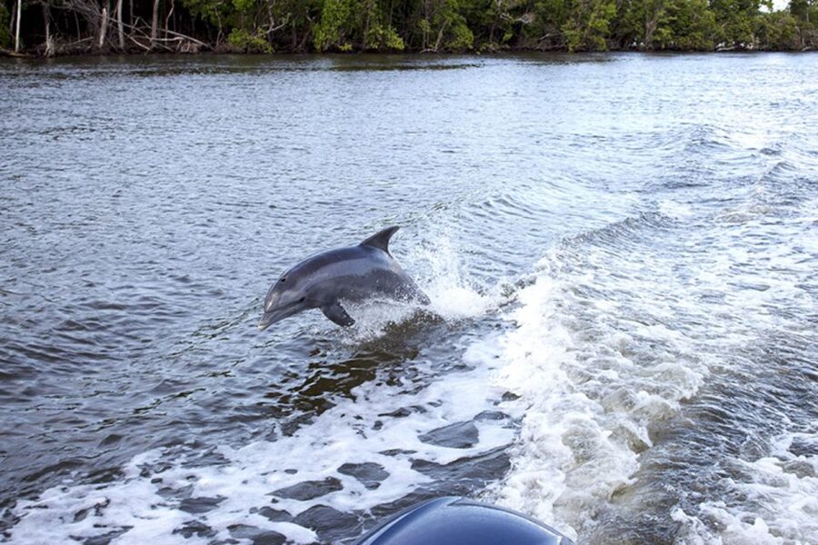 Panama City: Sunset Dolphin Cruise in St. Andrews Bay - Who will get the most from this $28 outing