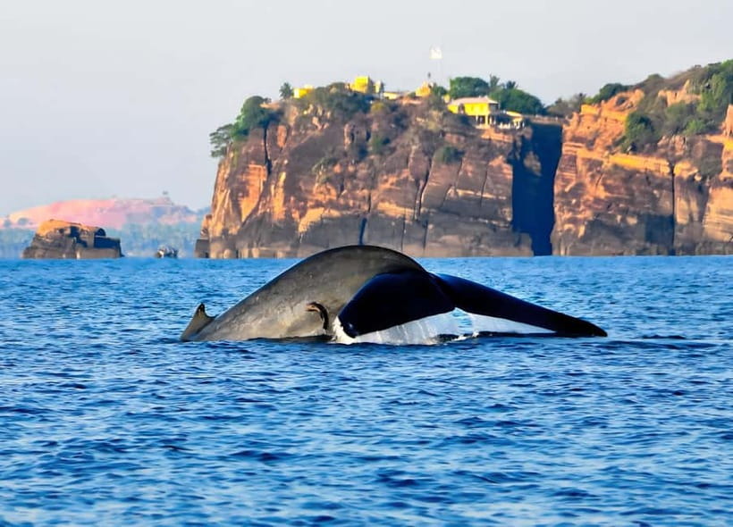 Pasikuda to Trincomalee: Whale & Dolphin Safari + Transport - Key points to know before you book