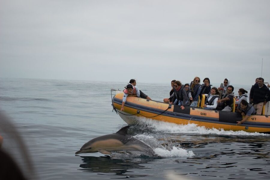 Peniche: Dolphin Route Boat Trip - Is $53 a fair price?