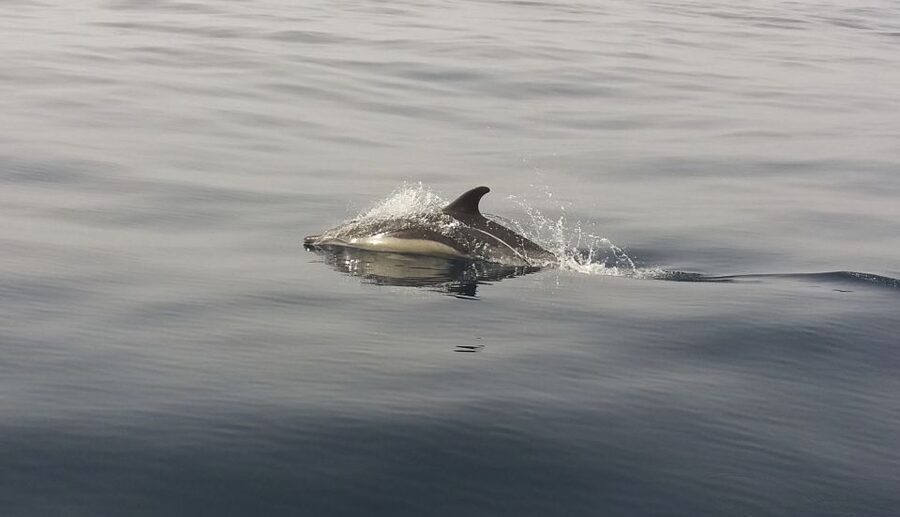 Peniche: Dolphin Route Boat Trip - The boat ride and Fernando’s local touch