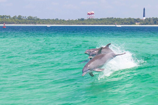 Pensacola Beach Dolphin and Scenic Tour - Key points to know before you book